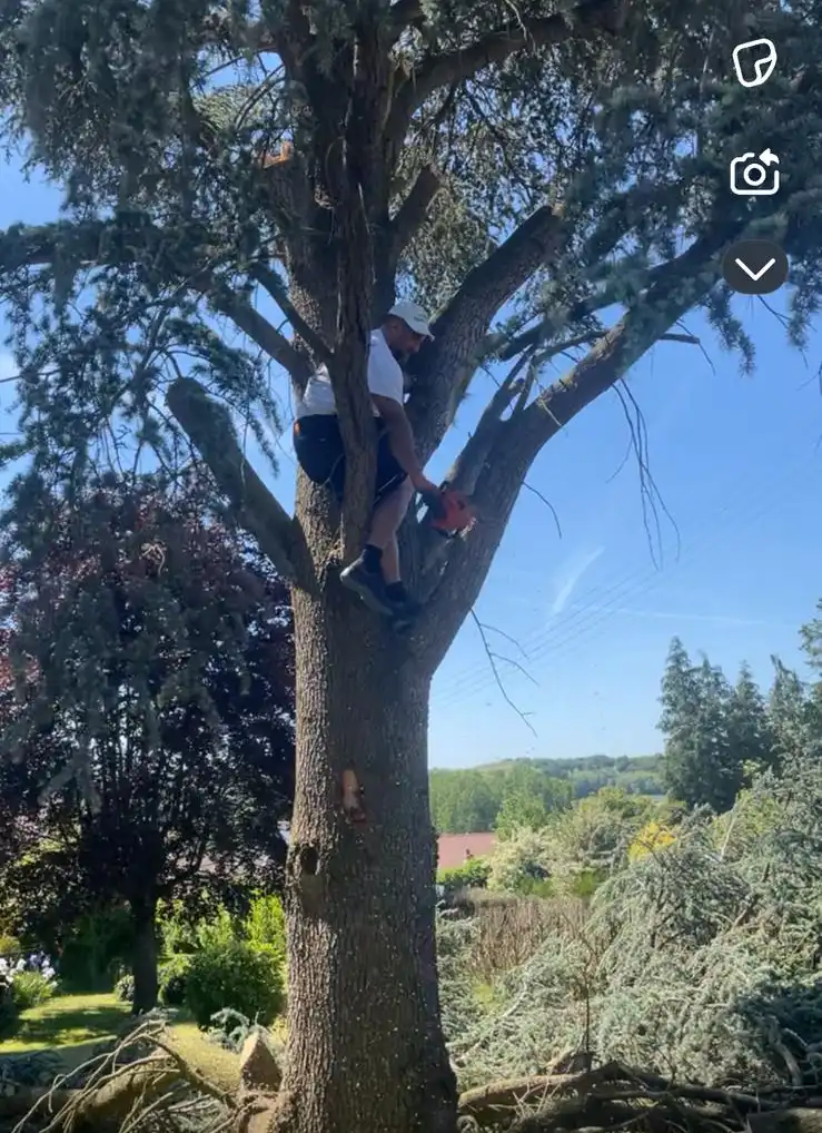 Artisan dans un arbre en train de l'élaguer