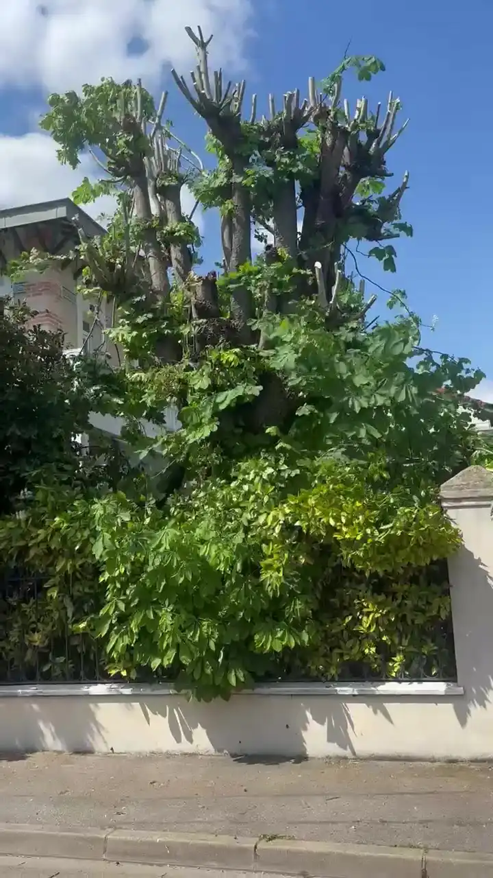 Élagage d’un arbre à Dammartin-en-Goële par Artisan Waeldo